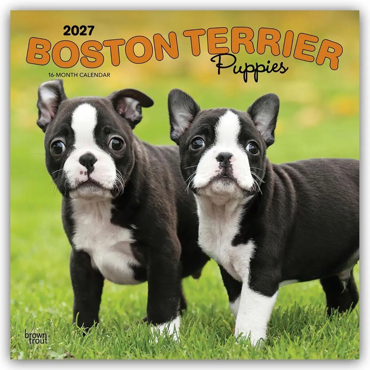 Cover: 9798330712281 | Boston Terrier Puppies - Boston Terrier Welpen 2027 -...