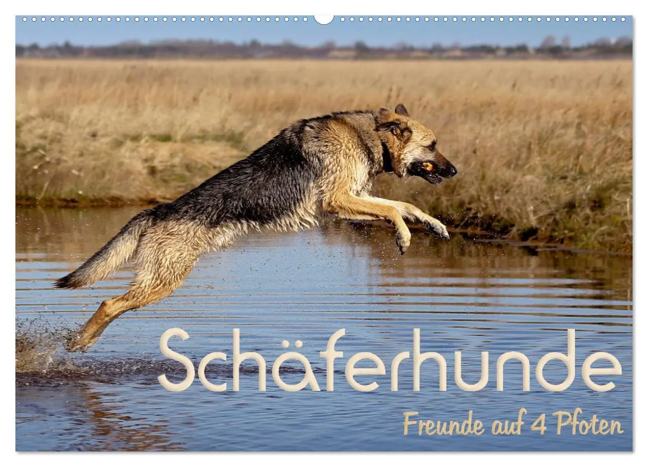 Cover: 9783457892381 | Schäferhunde - Freunde auf 4 Pfoten (Wandkalender 2026 DIN A2...