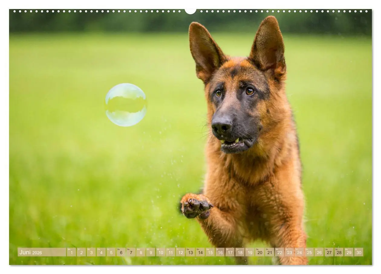 Bild: 9783457892381 | Schäferhunde - Freunde auf 4 Pfoten (Wandkalender 2026 DIN A2...