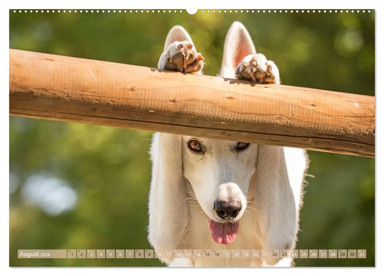 Bild: 9783457892381 | Schäferhunde - Freunde auf 4 Pfoten (Wandkalender 2026 DIN A2...