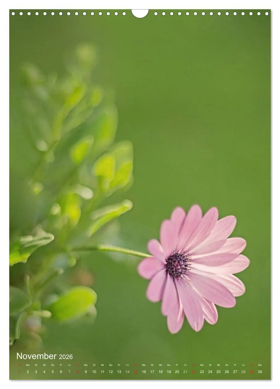 Bild: 9783516432381 | NATUR PUR Kleine Blumen am Wegesrand (Wandkalender 2026 DIN A3...