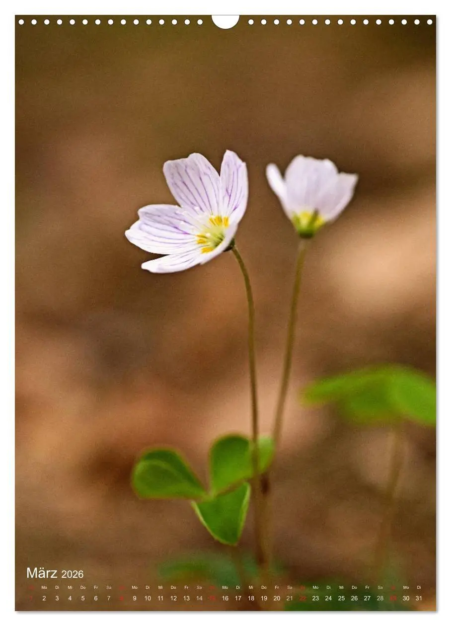 Bild: 9783516432381 | NATUR PUR Kleine Blumen am Wegesrand (Wandkalender 2026 DIN A3...