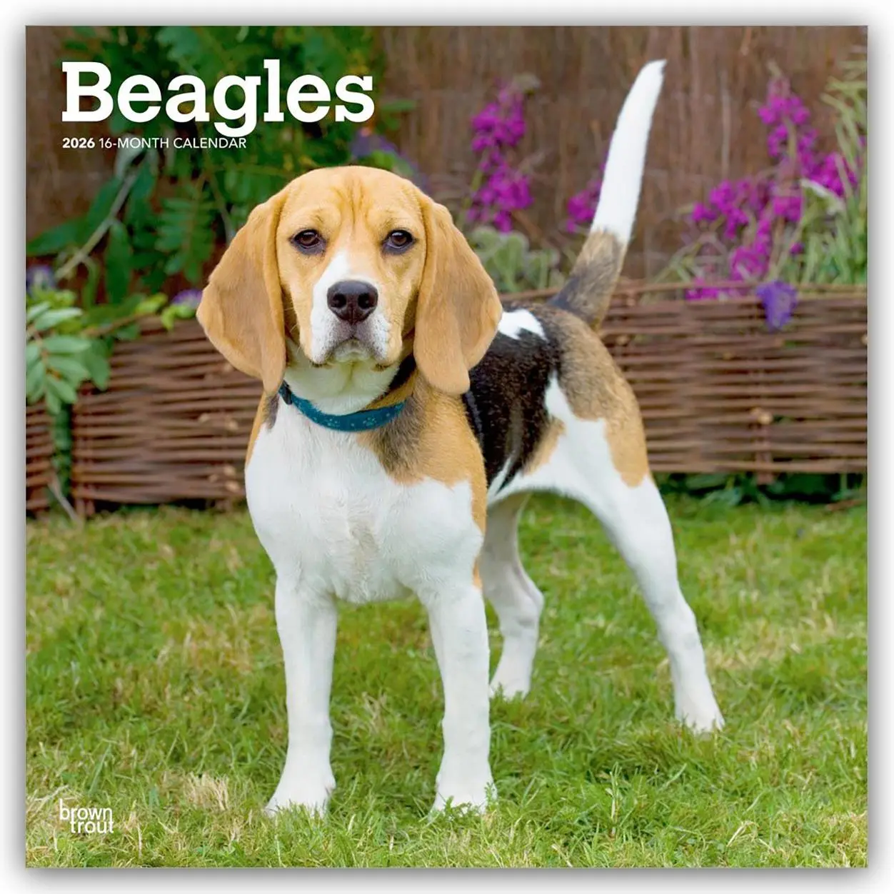 Cover: 9798330702381 | Beagles 2026 - 16-Monatskalender | Browntrout Publishers | Kalender