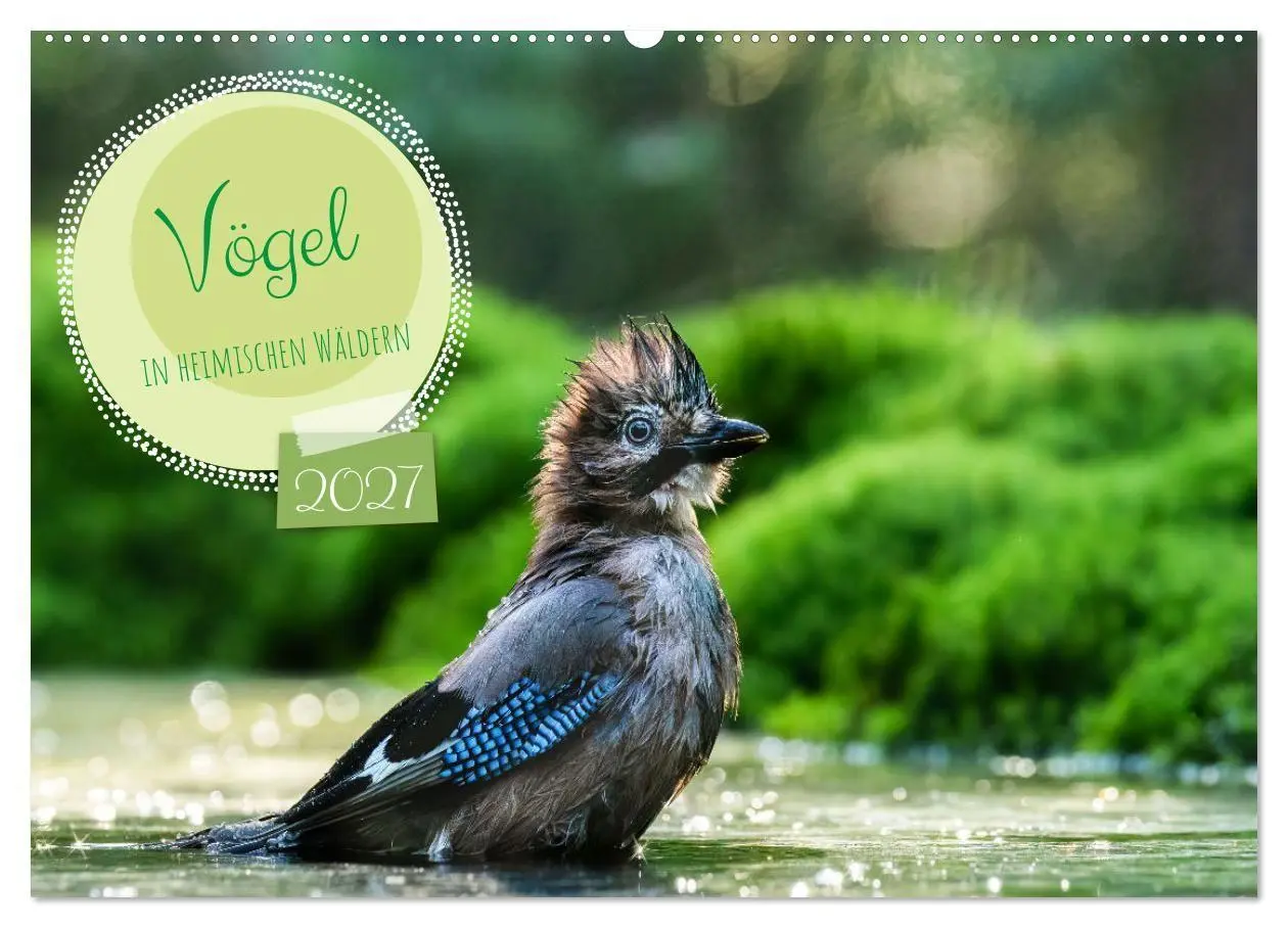Cover: 9783569202481 | Vögel in heimischen Wäldern (Wandkalender 2027 DIN A2 quer),...