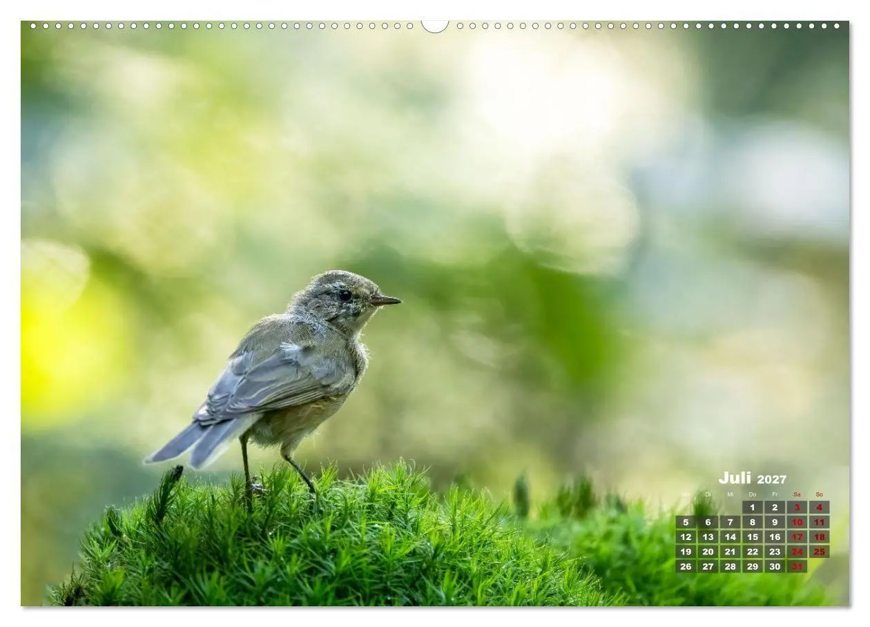 Bild: 9783569202481 | Vögel in heimischen Wäldern (Wandkalender 2027 DIN A2 quer),...