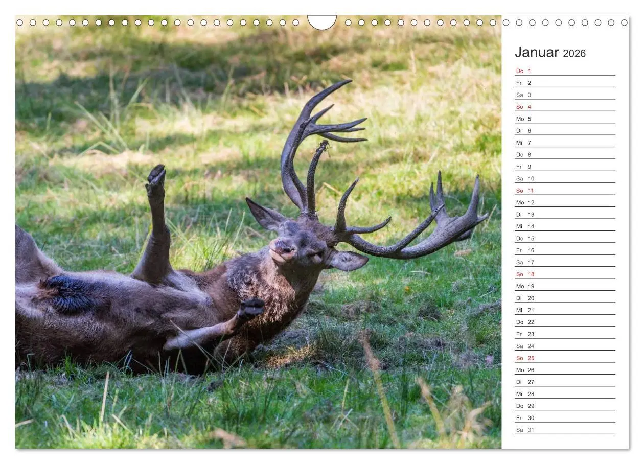 Bild: 9783516002881 | Emotionale Momente: Hirschbrunft. Part II. (Wandkalender 2026 DIN...