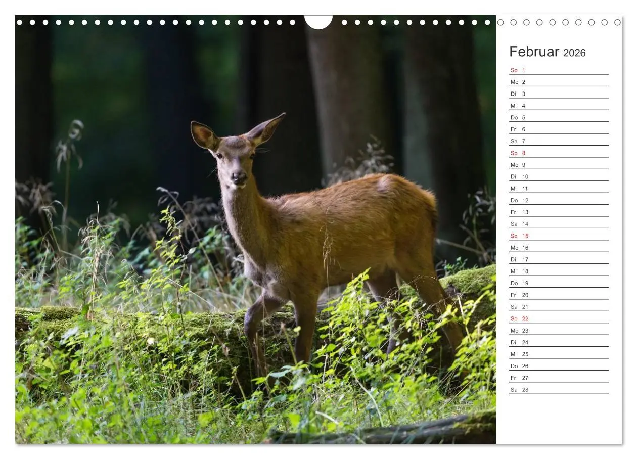 Bild: 9783516002881 | Emotionale Momente: Hirschbrunft. Part II. (Wandkalender 2026 DIN...