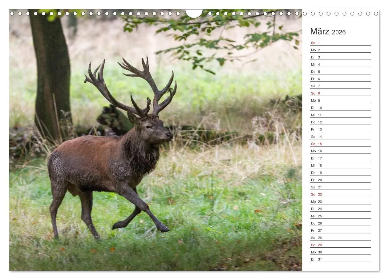 Bild: 9783516002881 | Emotionale Momente: Hirschbrunft. Part II. (Wandkalender 2026 DIN...