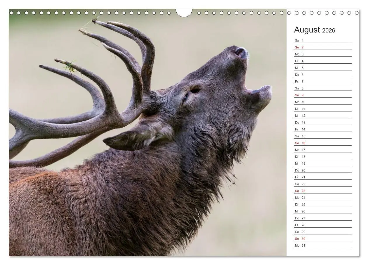 Bild: 9783516002881 | Emotionale Momente: Hirschbrunft. Part II. (Wandkalender 2026 DIN...