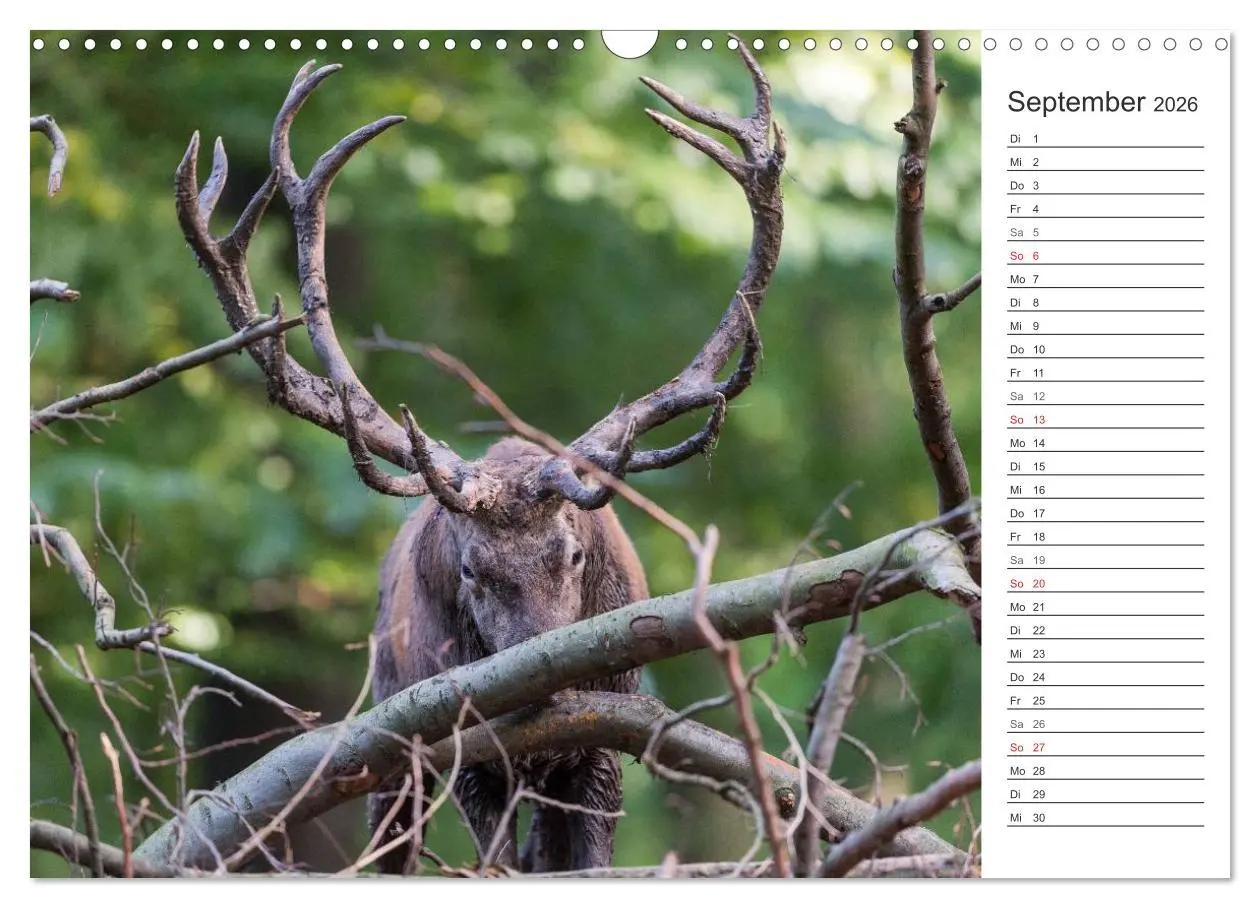 Bild: 9783516002881 | Emotionale Momente: Hirschbrunft. Part II. (Wandkalender 2026 DIN...