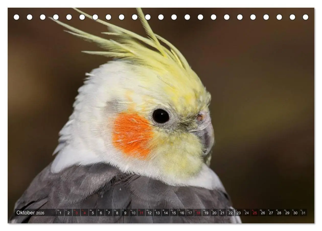 Bild: 9783516172881 | Nymphensittiche (Tischkalender 2026 DIN A5 quer), CALVENDO...