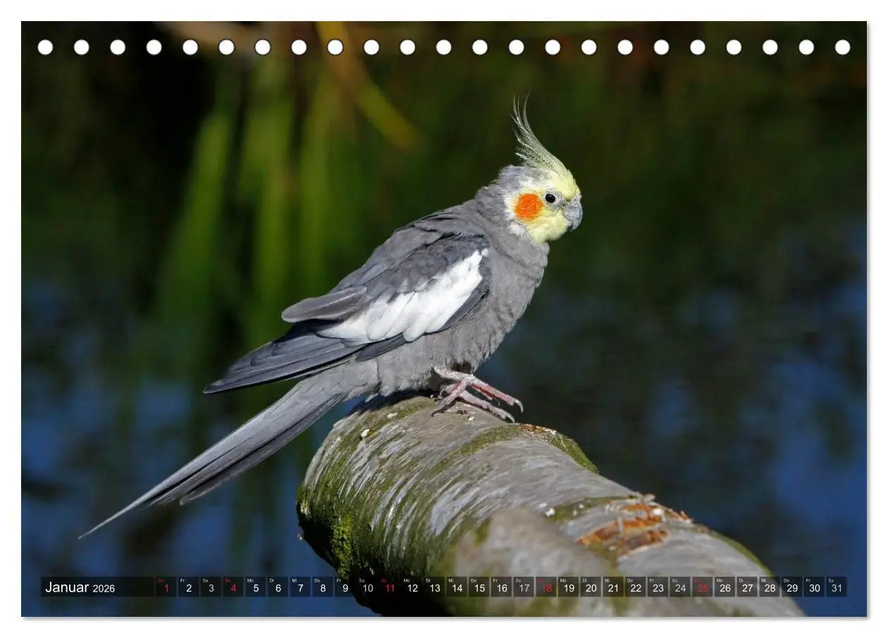 Bild: 9783516172881 | Nymphensittiche (Tischkalender 2026 DIN A5 quer), CALVENDO...
