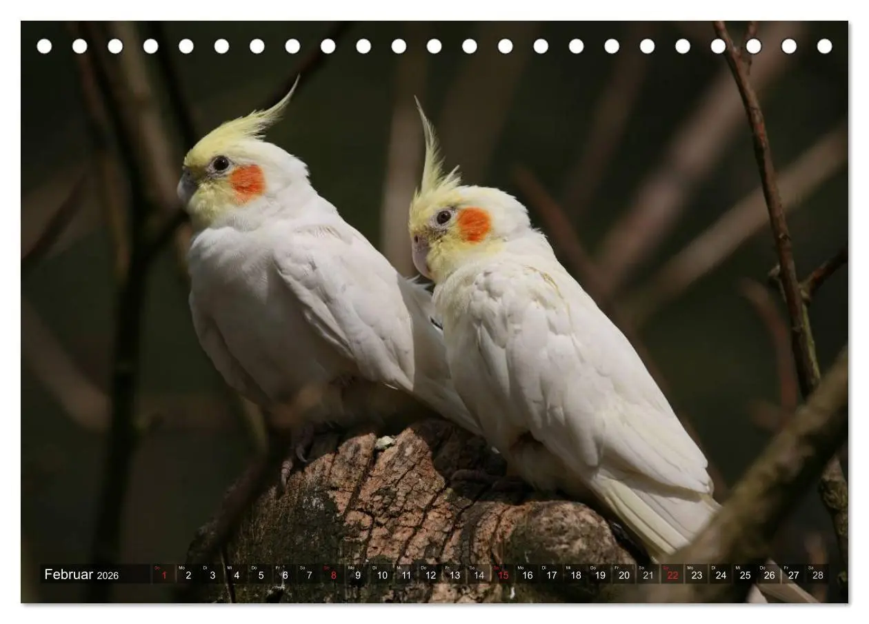 Bild: 9783516172881 | Nymphensittiche (Tischkalender 2026 DIN A5 quer), CALVENDO...