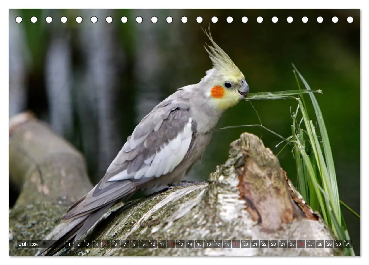 Bild: 9783516172881 | Nymphensittiche (Tischkalender 2026 DIN A5 quer), CALVENDO...