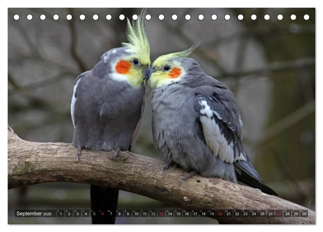 Bild: 9783516172881 | Nymphensittiche (Tischkalender 2026 DIN A5 quer), CALVENDO...