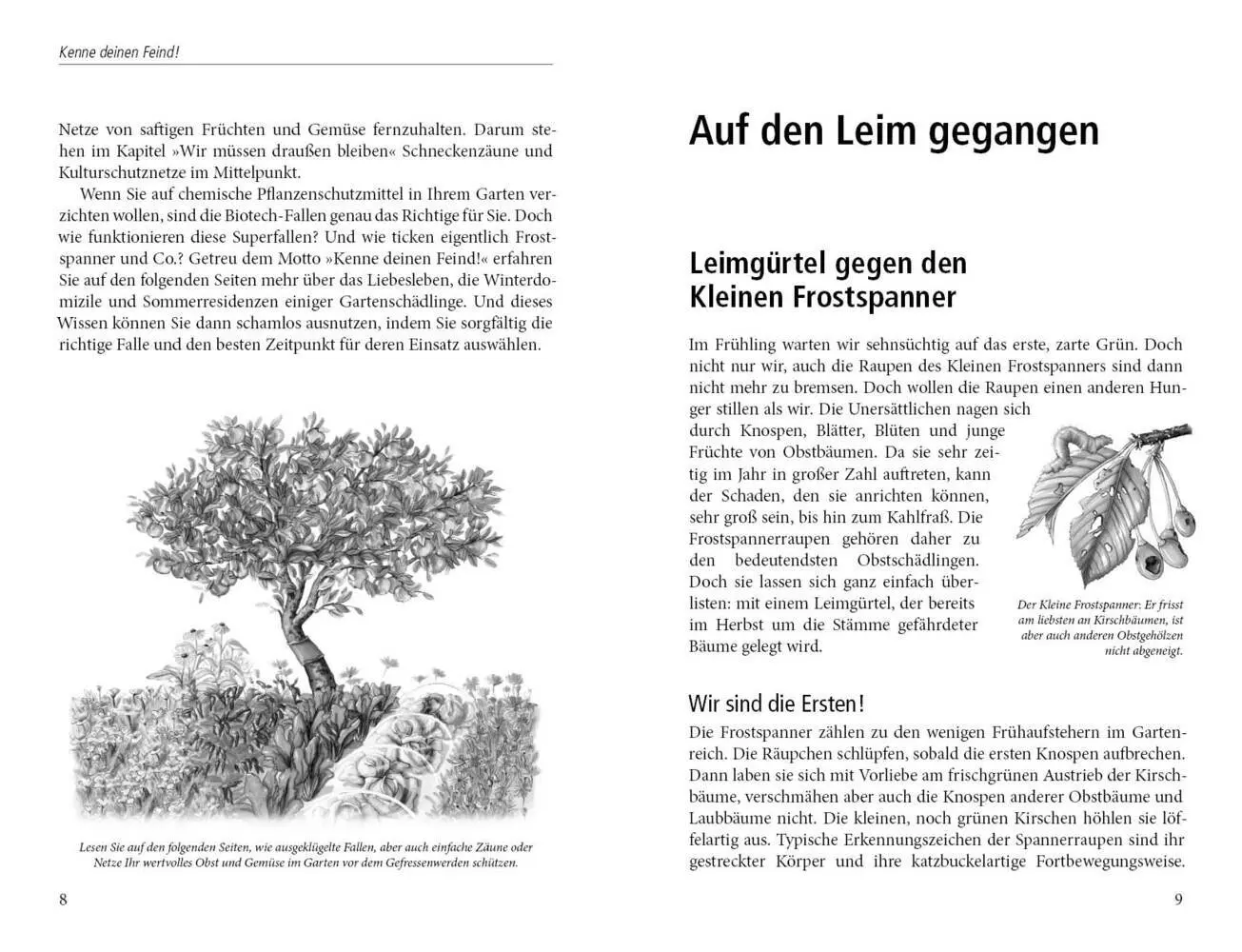 Bild: 9783895662881 | In die Falle gegangen | Natalie Faßmann | Buch | 140 S. | Deutsch