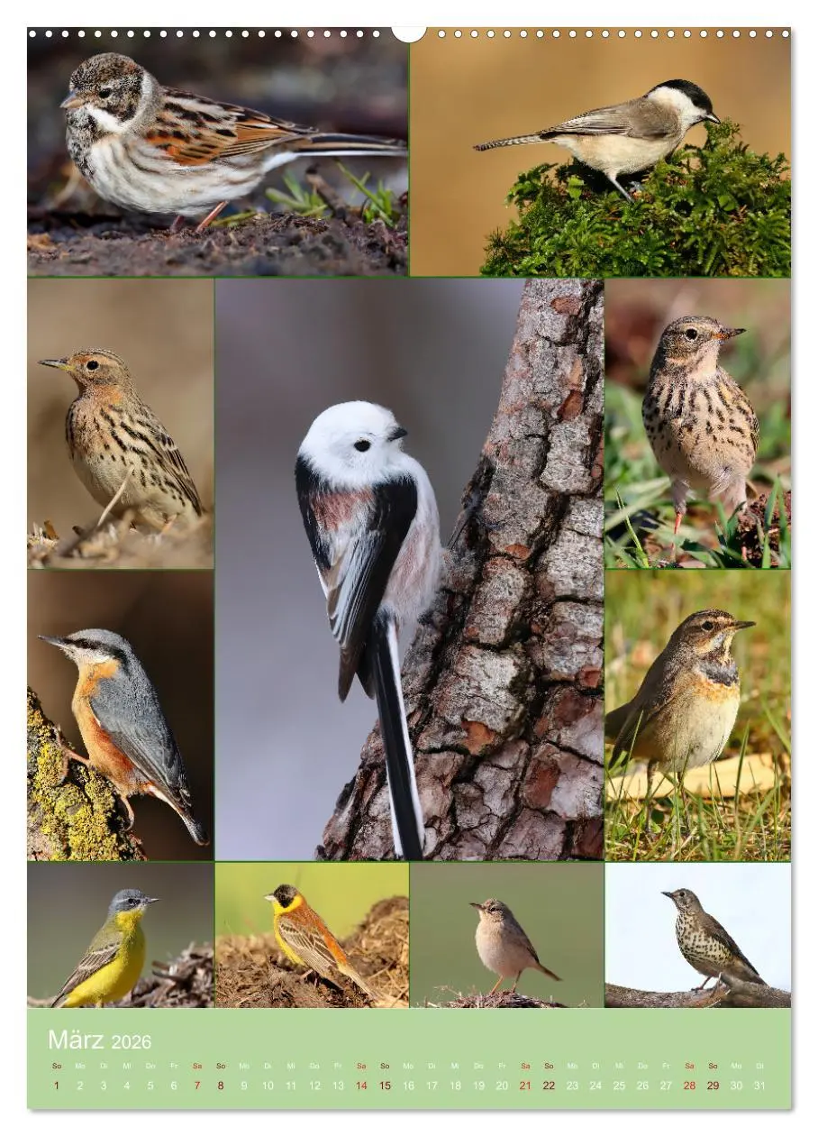 Bild: 9783516302981 | Alles für die Vögel (Wandkalender 2026 DIN A2 hoch), CALVENDO...