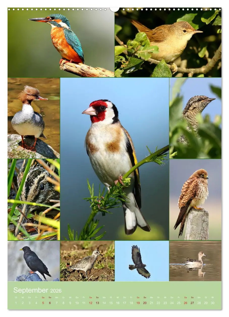 Bild: 9783516302981 | Alles für die Vögel (Wandkalender 2026 DIN A2 hoch), CALVENDO...