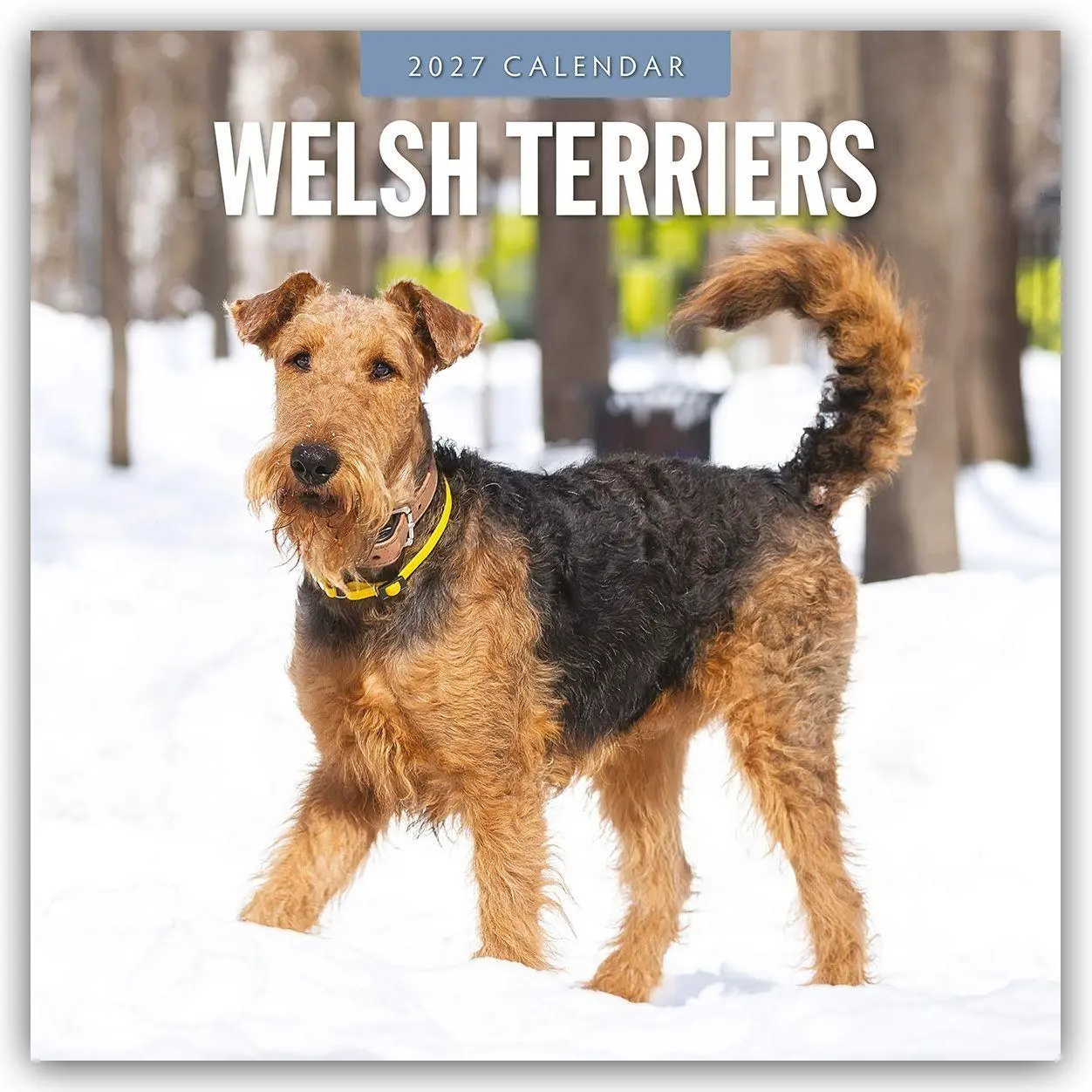Cover: 9781837013081 | Welsh Terriers - Welsh Terrier 2027 - 16-Monatskalender | Robin Red