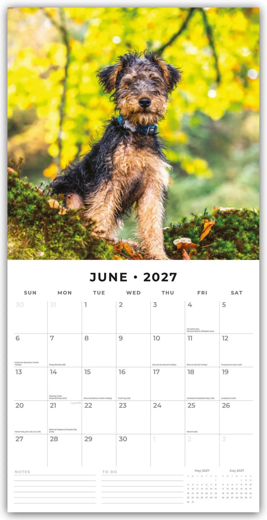 Bild: 9781837013081 | Welsh Terriers - Welsh Terrier 2027 - 16-Monatskalender | Robin Red