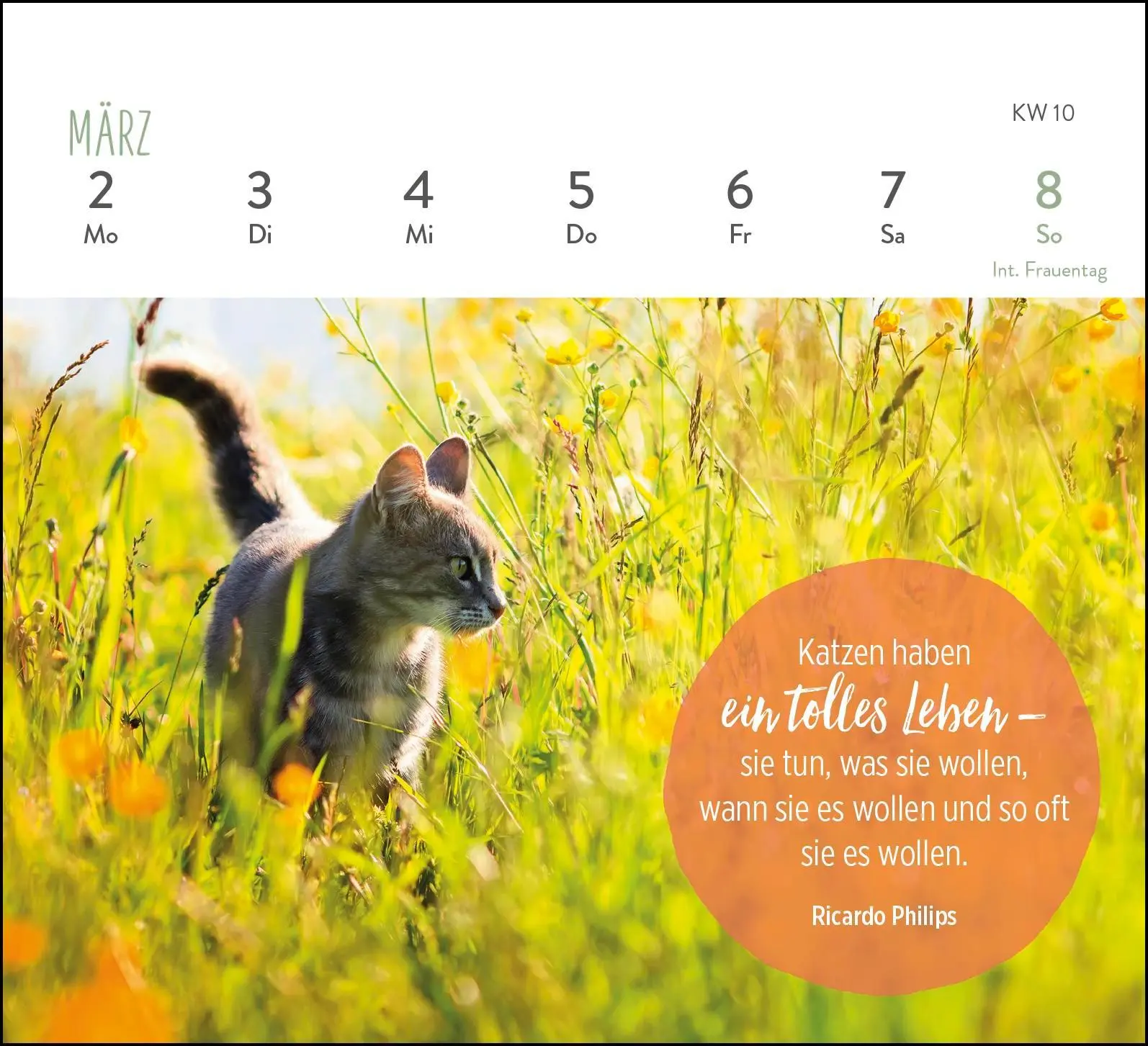 Bild: 4036442013281 | Mini-Wochenkalender 2026: Für Katzenfreunde | Groh Verlag | Kalender