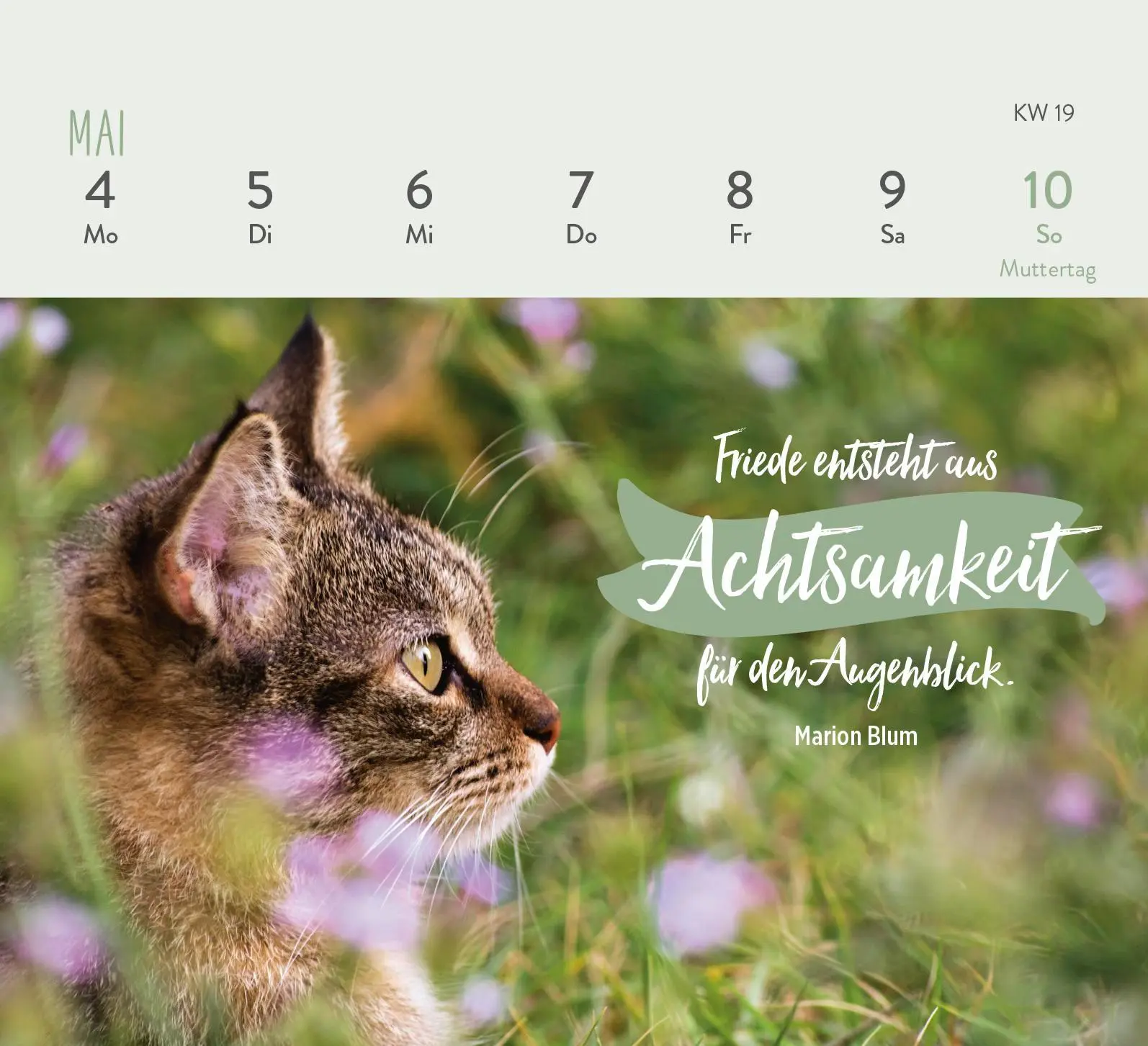 Bild: 4036442013281 | Mini-Wochenkalender 2026: Für Katzenfreunde | Groh Verlag | Kalender