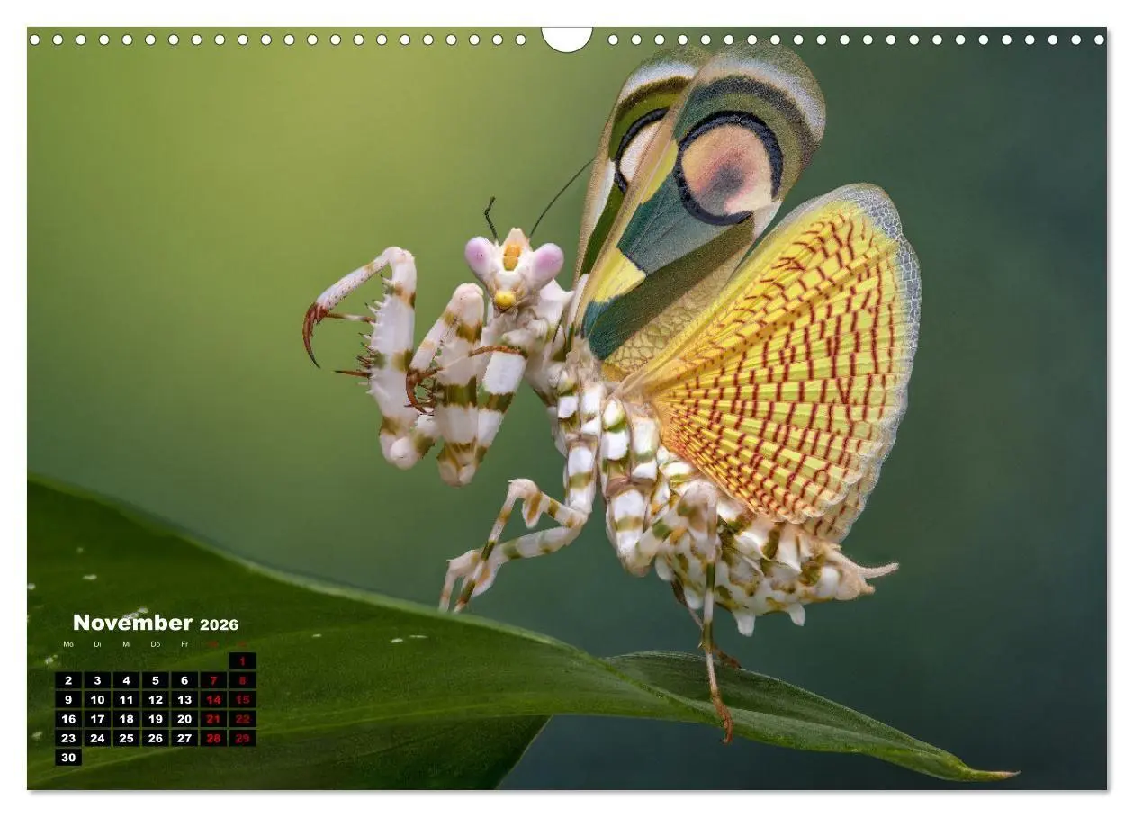 Bild: 9783457253281 | Gottesanbeter - Teuflische Lauerjäger (Wandkalender 2026 DIN A3...