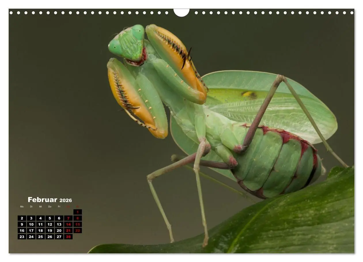 Bild: 9783457253281 | Gottesanbeter - Teuflische Lauerjäger (Wandkalender 2026 DIN A3...