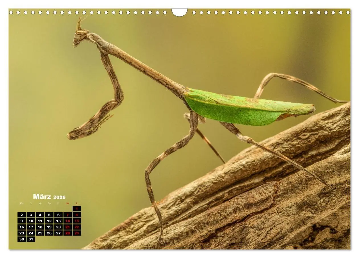 Bild: 9783457253281 | Gottesanbeter - Teuflische Lauerjäger (Wandkalender 2026 DIN A3...