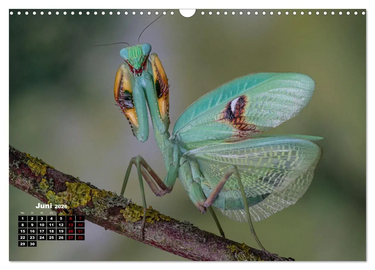 Bild: 9783457253281 | Gottesanbeter - Teuflische Lauerjäger (Wandkalender 2026 DIN A3...
