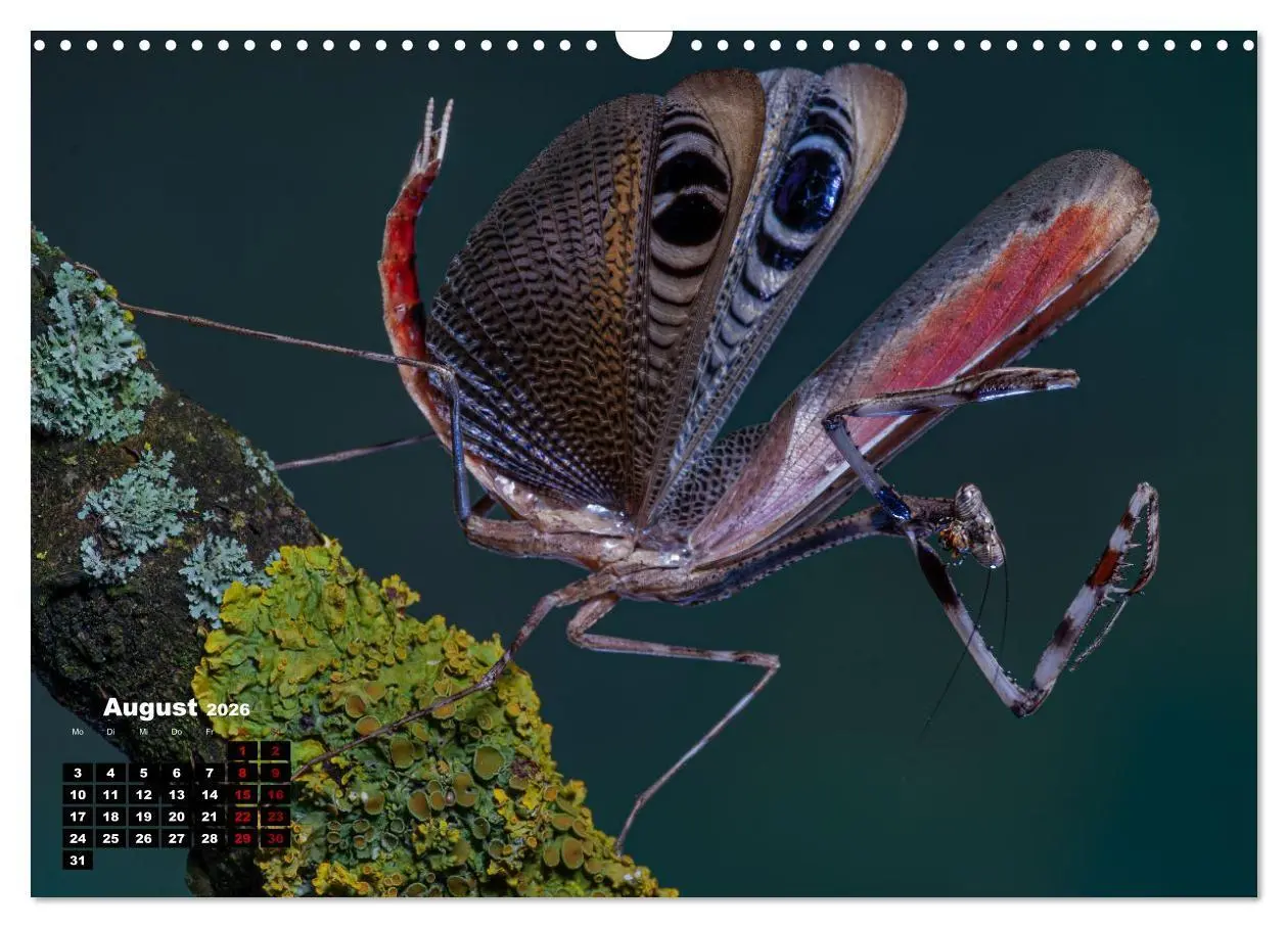 Bild: 9783457253281 | Gottesanbeter - Teuflische Lauerjäger (Wandkalender 2026 DIN A3...
