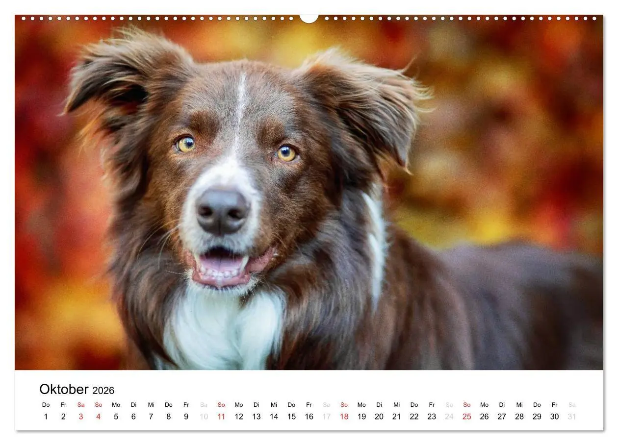 Bild: 9783516033281 | Border Collies 2026 (hochwertiger Premium Wandkalender 2026 DIN A2...