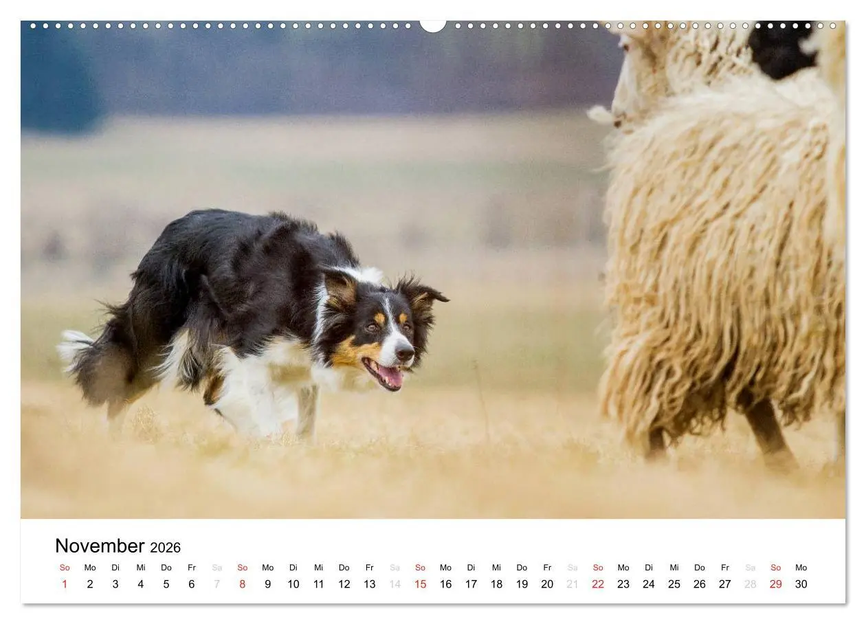 Bild: 9783516033281 | Border Collies 2026 (hochwertiger Premium Wandkalender 2026 DIN A2...