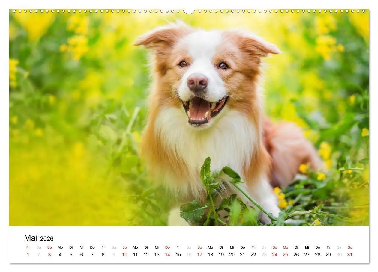 Bild: 9783516033281 | Border Collies 2026 (hochwertiger Premium Wandkalender 2026 DIN A2...