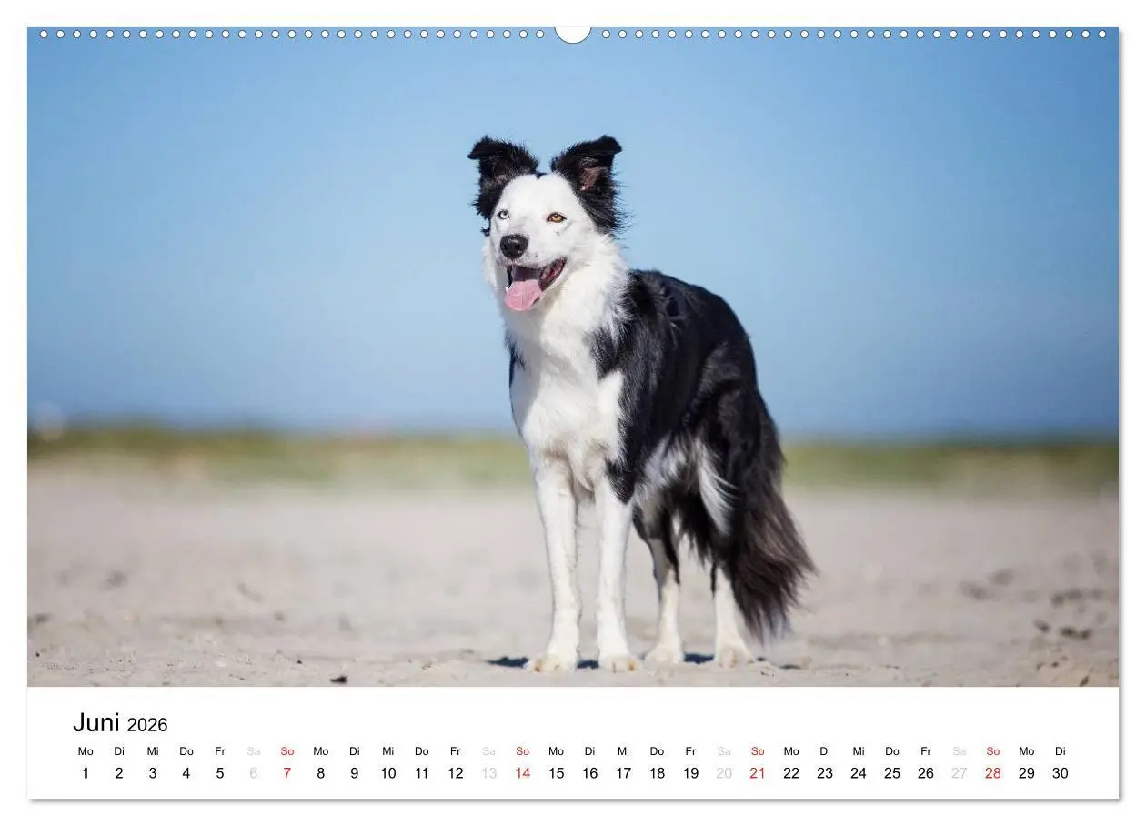Bild: 9783516033281 | Border Collies 2026 (hochwertiger Premium Wandkalender 2026 DIN A2...