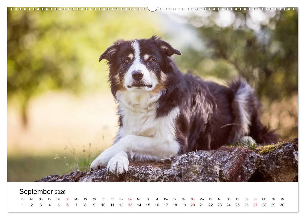 Bild: 9783516033281 | Border Collies 2026 (hochwertiger Premium Wandkalender 2026 DIN A2...