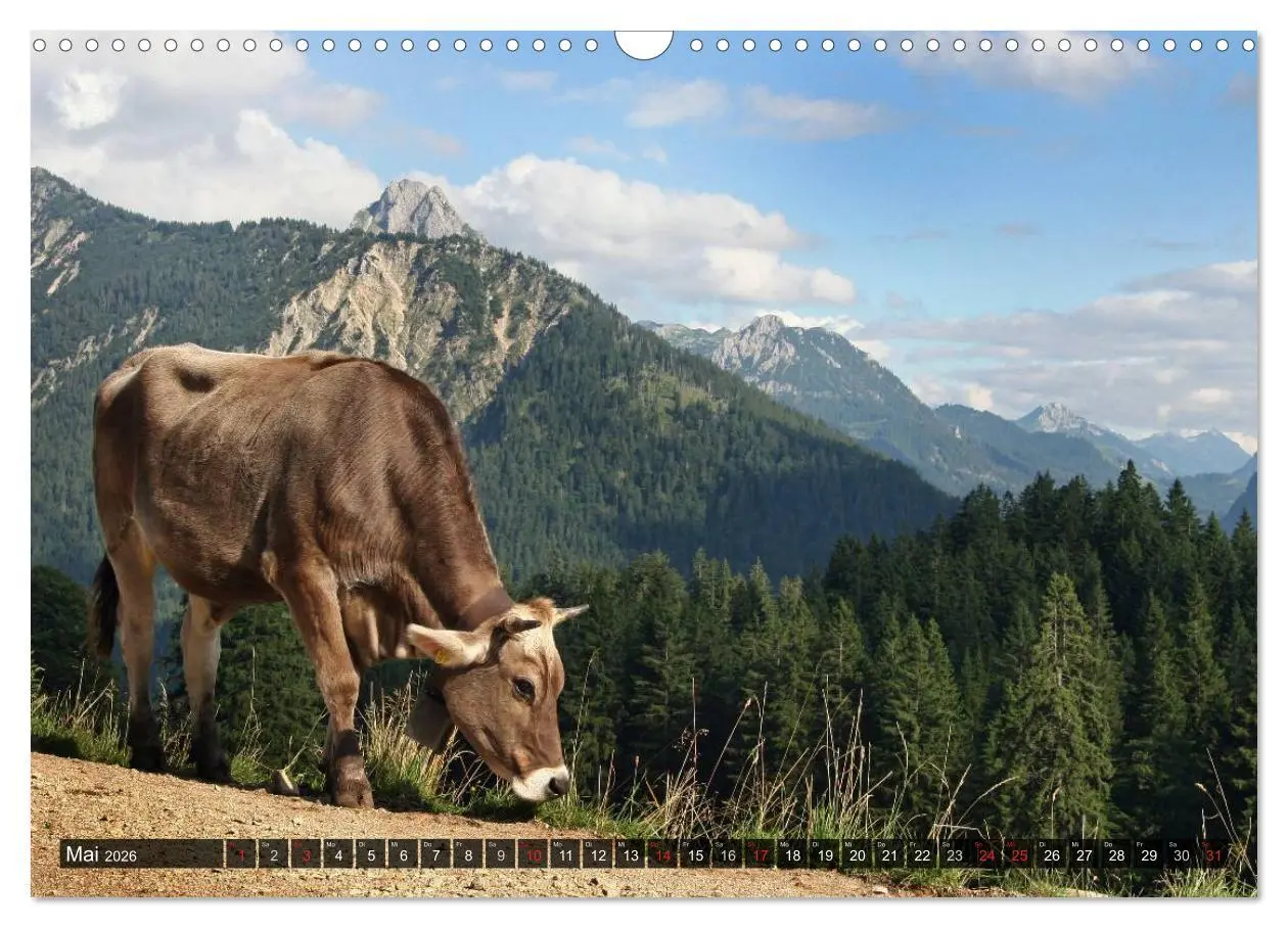 Bild: 9783516103281 | Ein Jahr im Allgäu (Wandkalender 2026 DIN A3 quer), CALVENDO...