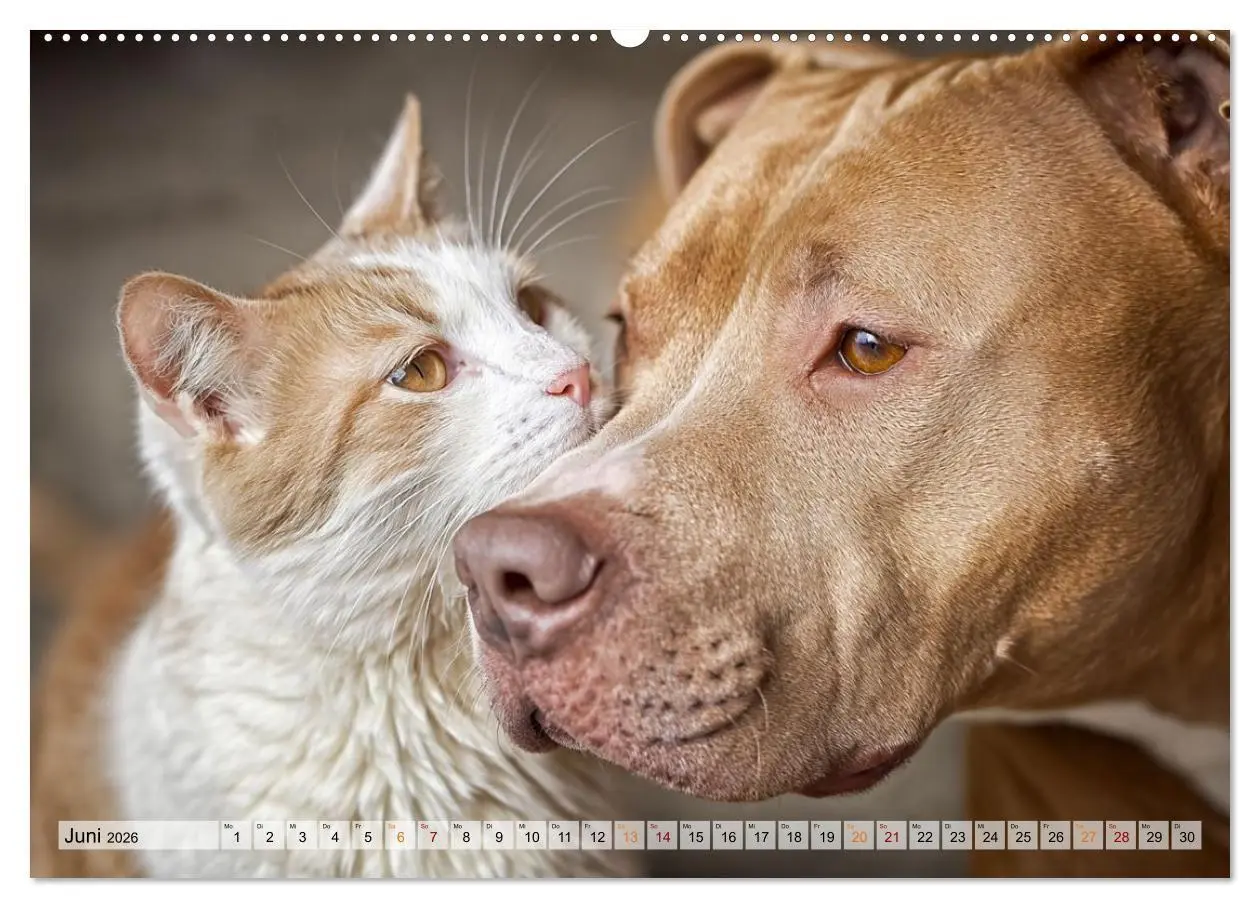 Bild: 9783516653281 | Hund und Katze - Tierische Freunde (hochwertiger Premium...