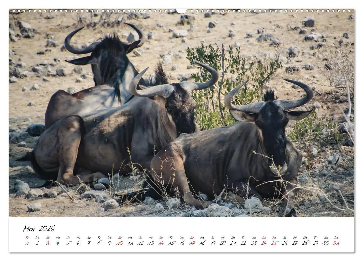 Bild: 9783457623381 | X Tage in Namibia - Ein Roadtrip im Süden von Afrika (Wandkalender...
