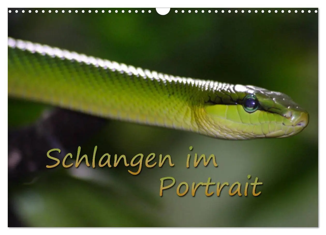 Cover: 9783516183481 | Schlangen im Portrait (Wandkalender 2026 DIN A3 quer), CALVENDO...