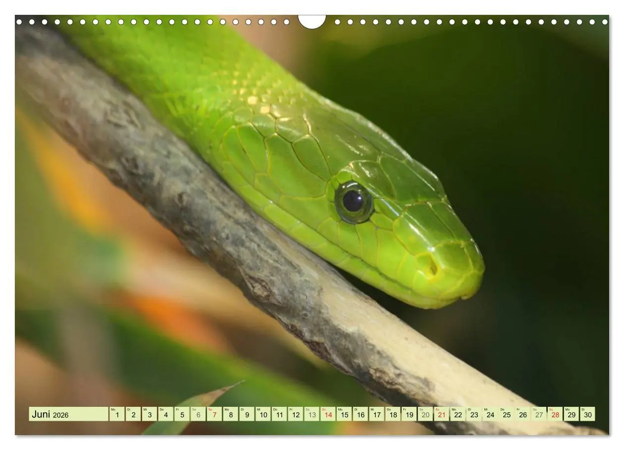 Bild: 9783516183481 | Schlangen im Portrait (Wandkalender 2026 DIN A3 quer), CALVENDO...