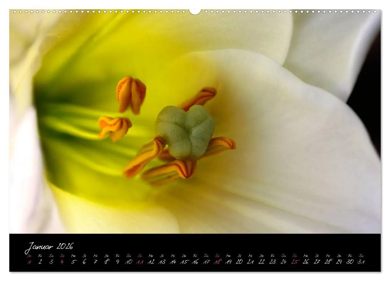 Bild: 9783516093681 | Serenade - Visuelle Musik der Blumen (Wandkalender 2026 DIN A2...