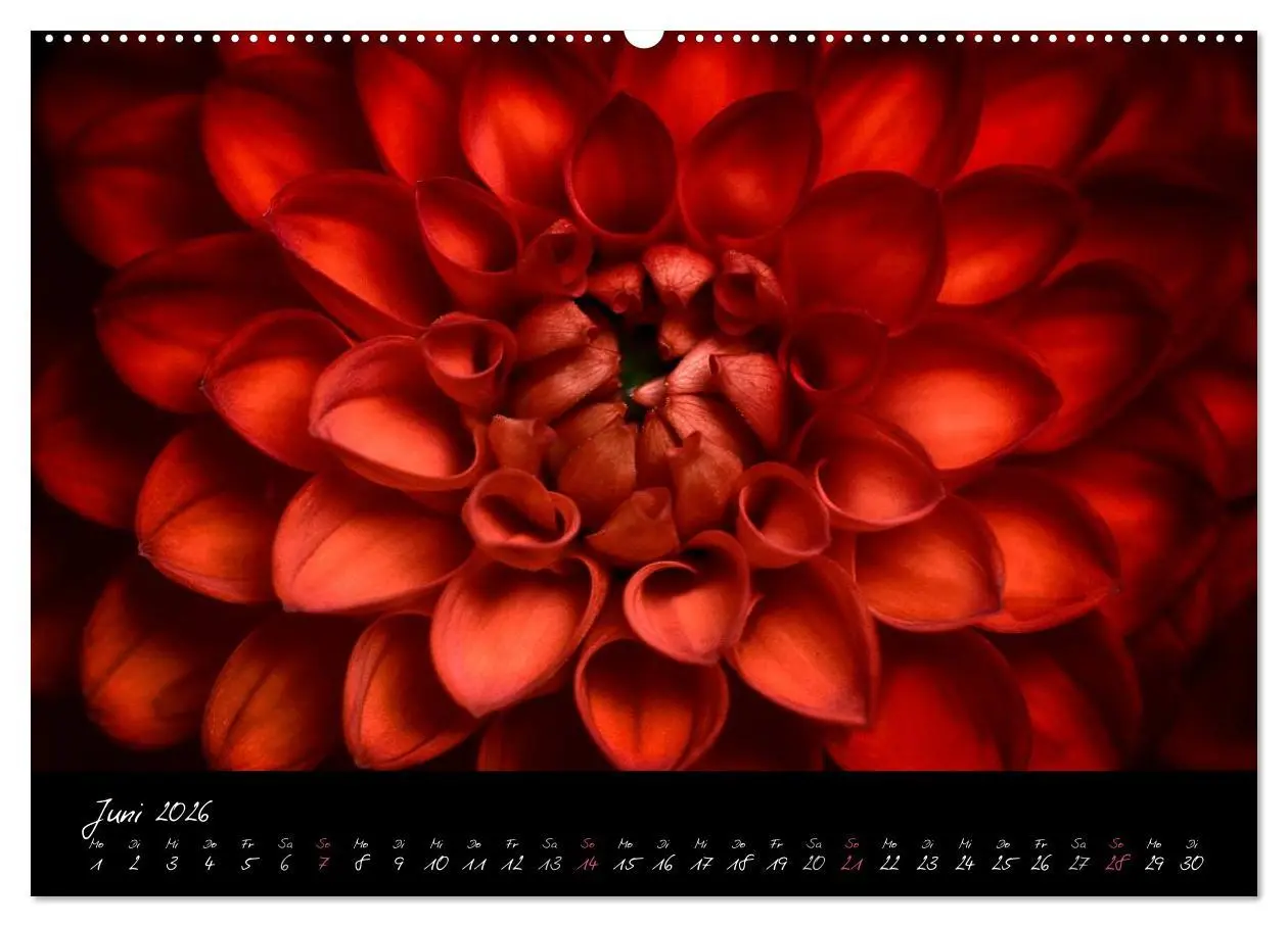 Bild: 9783516093681 | Serenade - Visuelle Musik der Blumen (Wandkalender 2026 DIN A2...