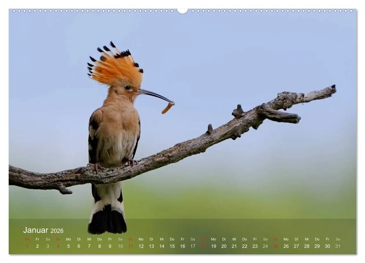 Bild: 9783457993781 | Wiedehopf (hochwertiger Premium Wandkalender 2026 DIN A2 quer),...