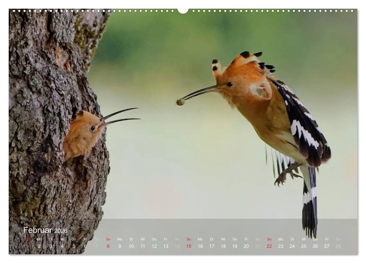 Bild: 9783457993781 | Wiedehopf (hochwertiger Premium Wandkalender 2026 DIN A2 quer),...