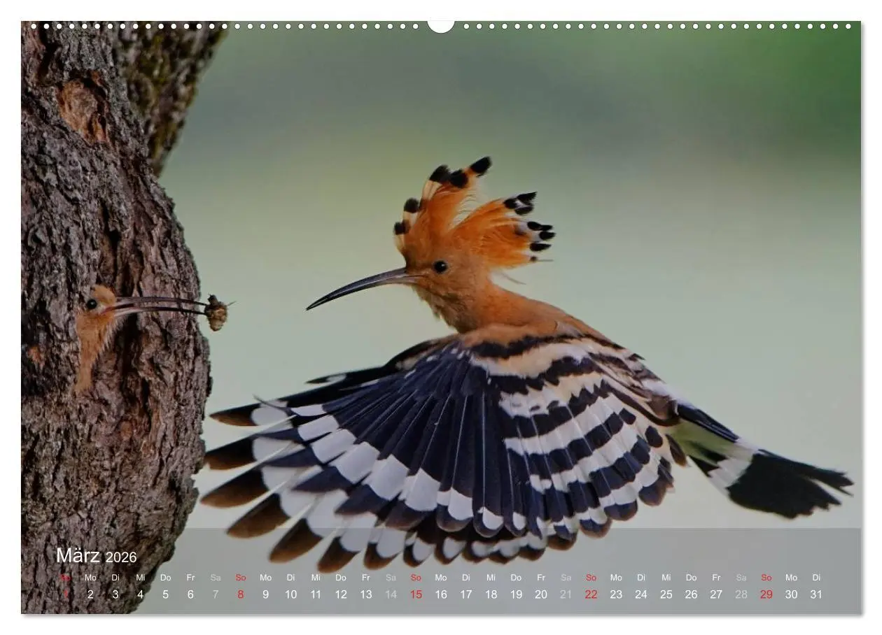 Bild: 9783457993781 | Wiedehopf (hochwertiger Premium Wandkalender 2026 DIN A2 quer),...