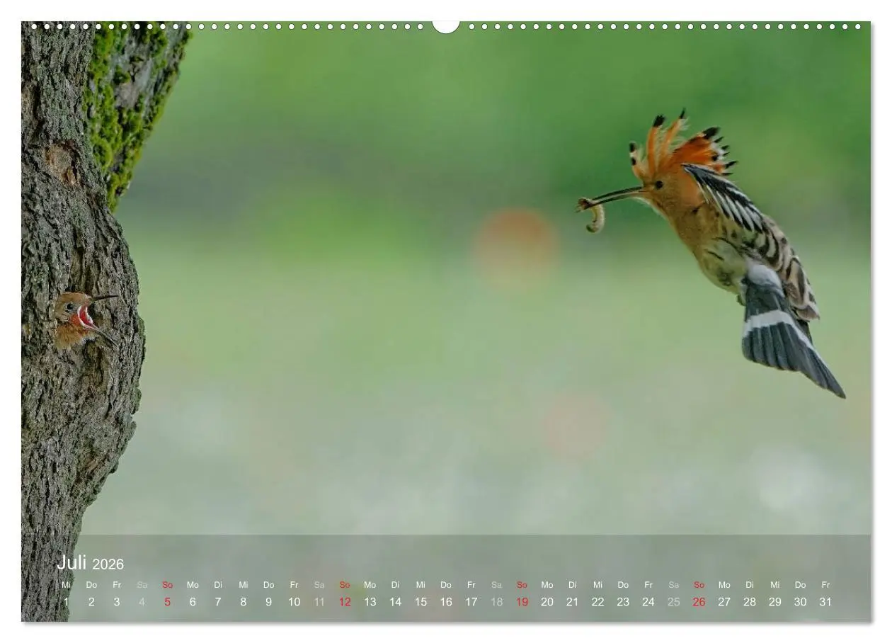 Bild: 9783457993781 | Wiedehopf (hochwertiger Premium Wandkalender 2026 DIN A2 quer),...