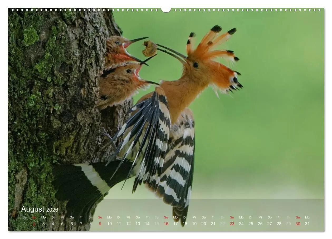 Bild: 9783457993781 | Wiedehopf (hochwertiger Premium Wandkalender 2026 DIN A2 quer),...