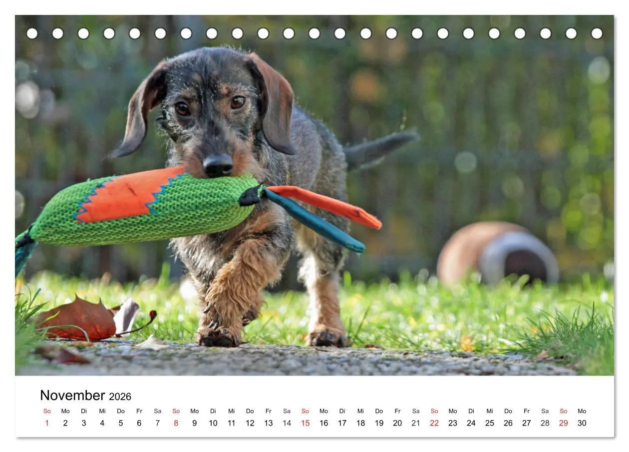 Bild: 9783457673881 | Ein Dackelkind blickt zurück (Tischkalender 2026 DIN A5 quer),...