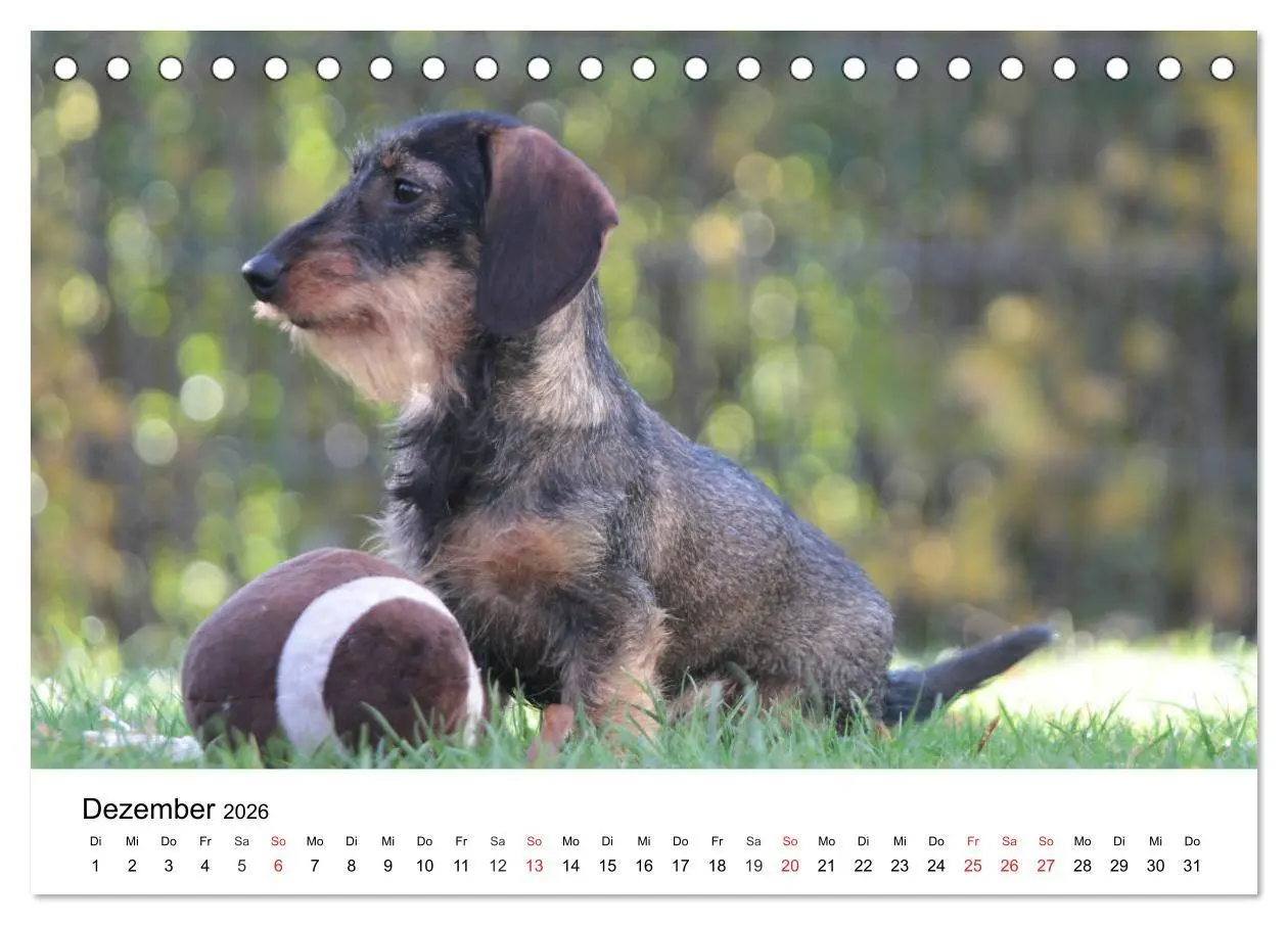 Bild: 9783457673881 | Ein Dackelkind blickt zurück (Tischkalender 2026 DIN A5 quer),...